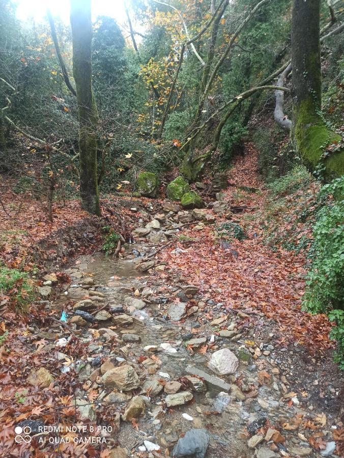 Forestrock Studio For Sale Too Σπάρτη Εξωτερικό φωτογραφία